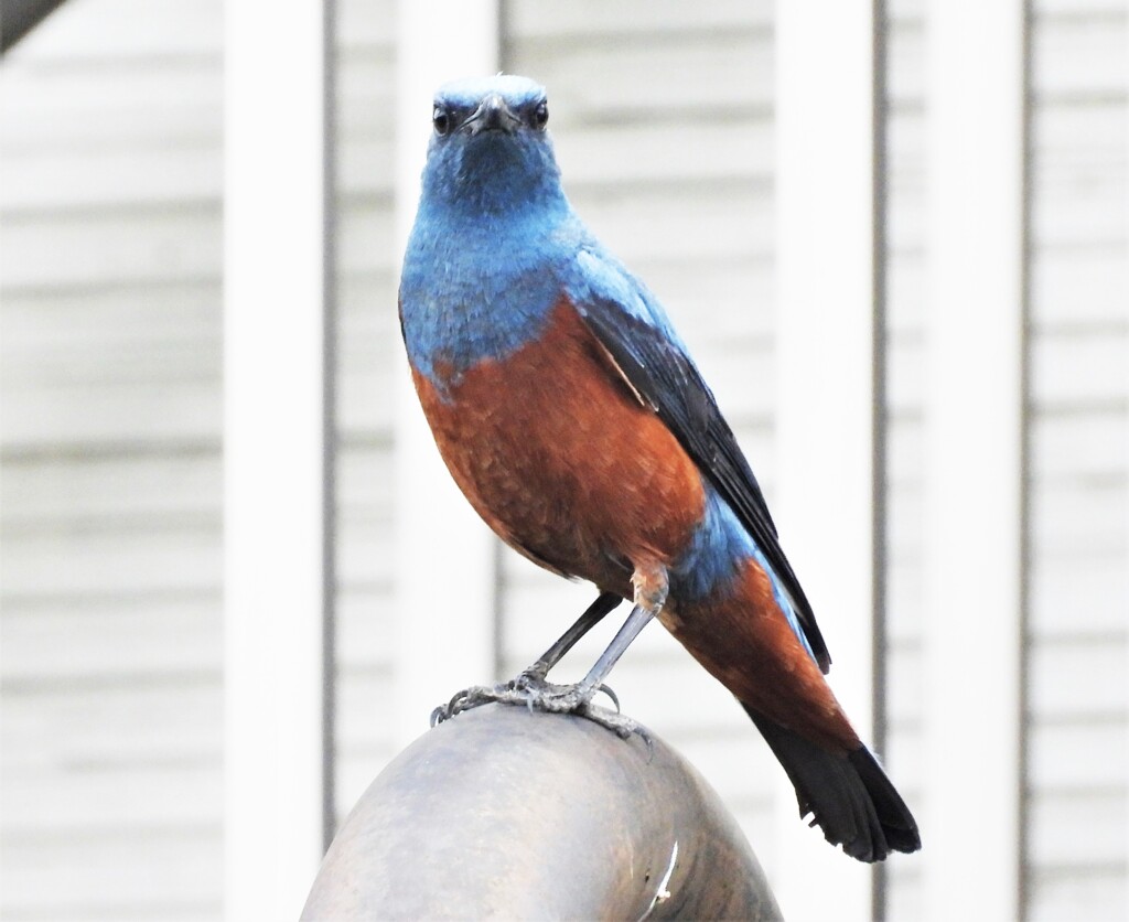 イソヒヨドリ♂