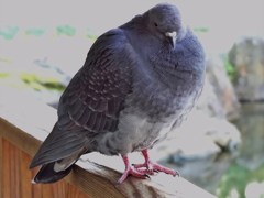 いやホントに飛べるから　ほっといてよ