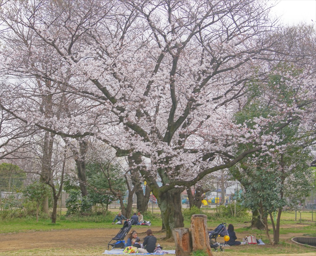 陽の当たる川崎側？