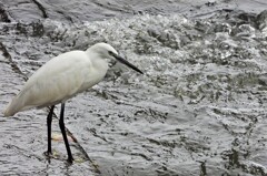 野鳥の季節