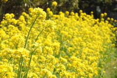 野沢菜の花