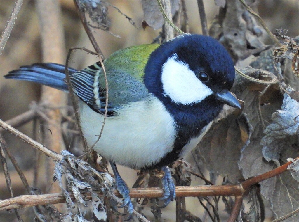 シジュウカラ