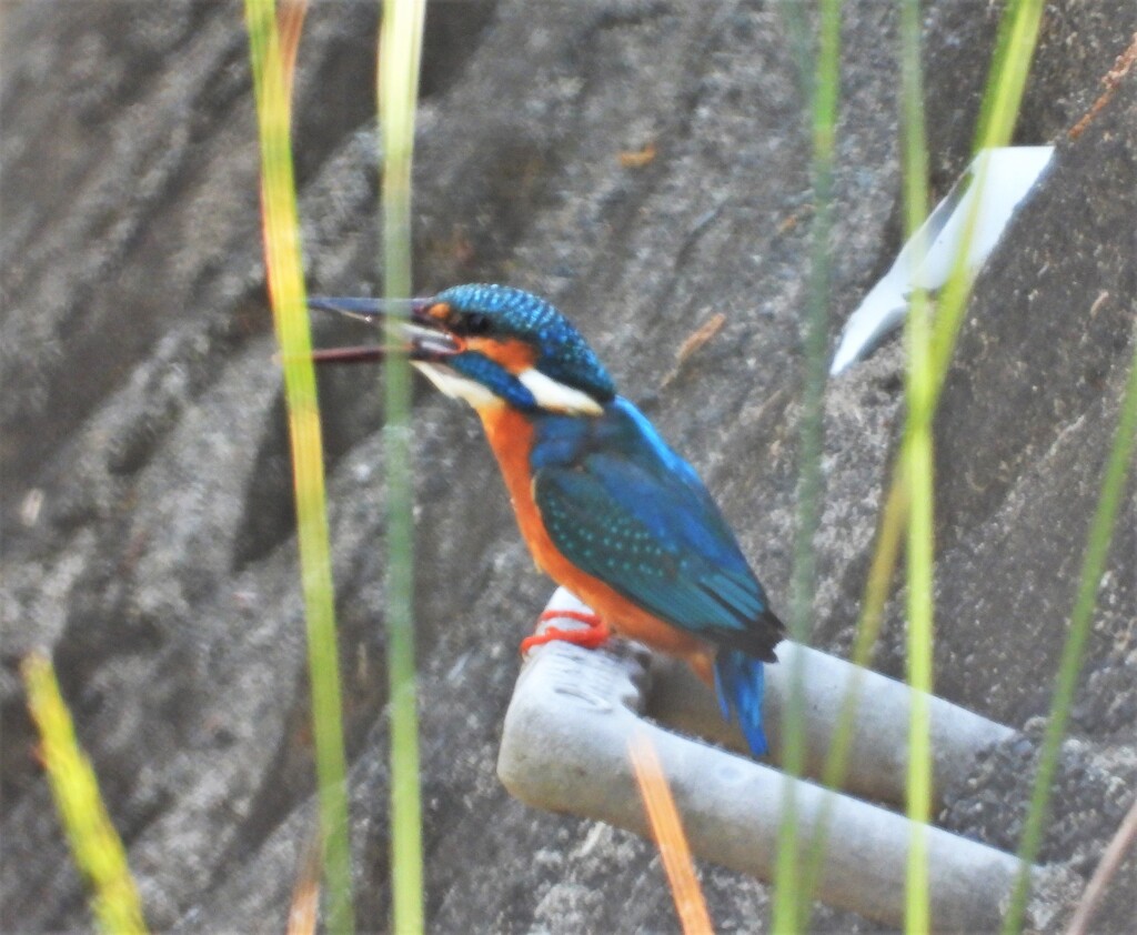 捕食の瞬間