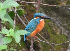 奥さんの車椅子を