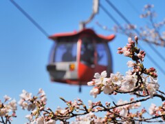 「巨人への道」の桜