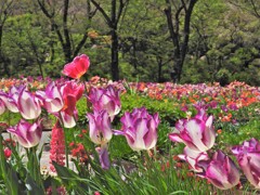 やっと花園らしく