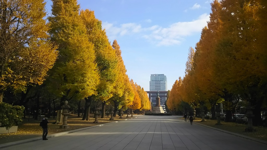 靖国の銀杏