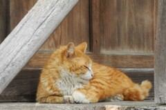 眠り猫