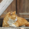 眠り猫