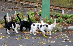 横浜「山手公園」の猫の集会