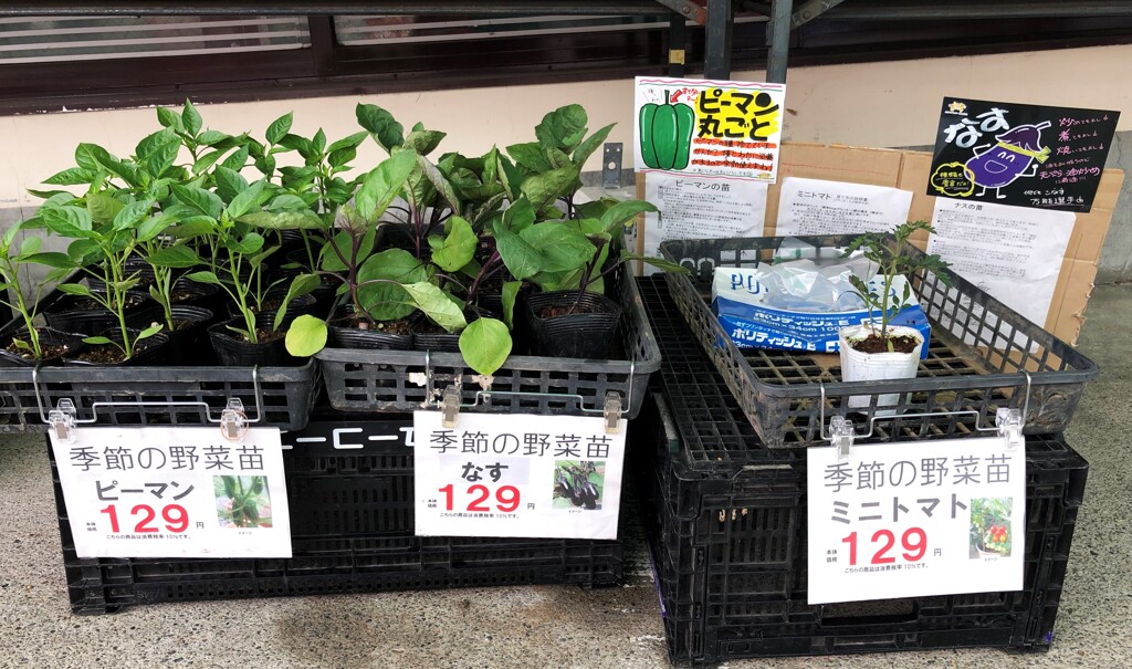 季節の野菜苗も