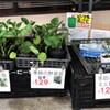 季節の野菜苗も