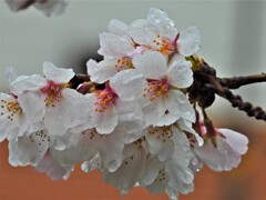 雨に打たれて