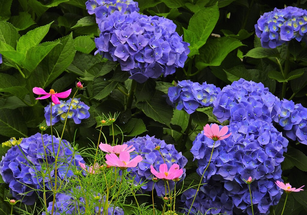 稲城市役所付近