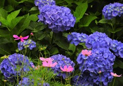 稲城市役所付近