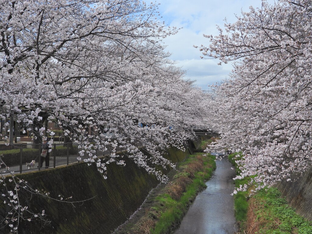 橋の中央から