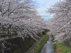橋の中央から