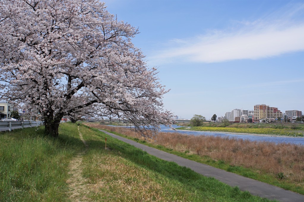 多摩川河畔の標準木