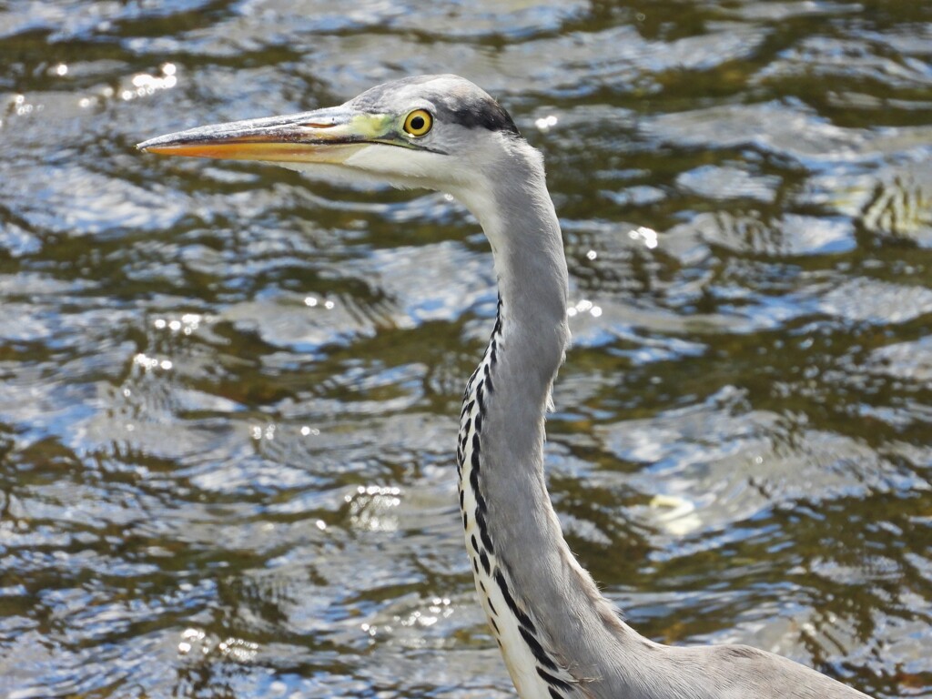 アオサギ