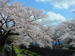 青空に桜