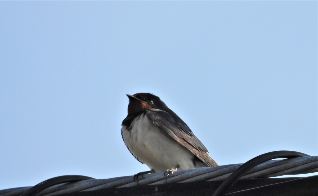 南武線のツバメ