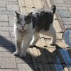 蕎麦屋の猫だけに