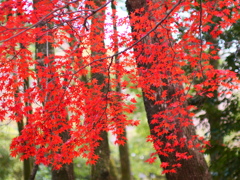 「奥の池」の紅葉は健在