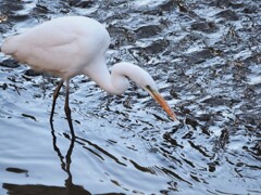 今日はダイサギから