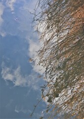 枯れ草も入れて