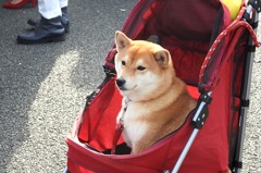 山下公園の豆芝