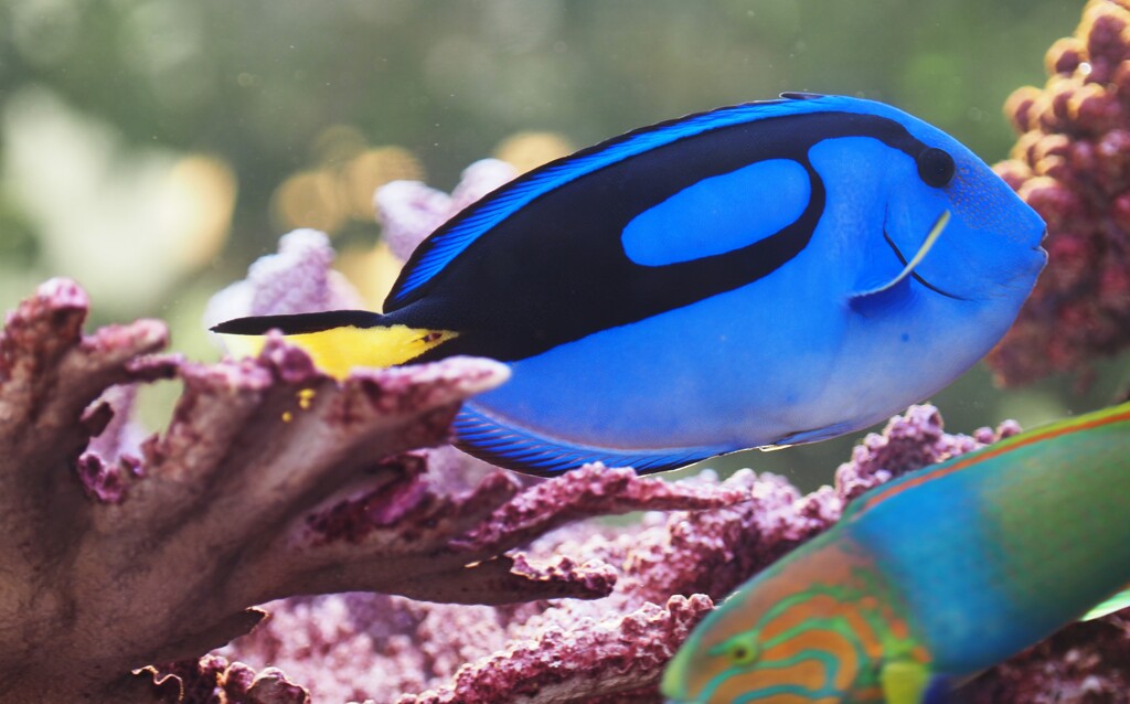 熱帯魚、始めました
