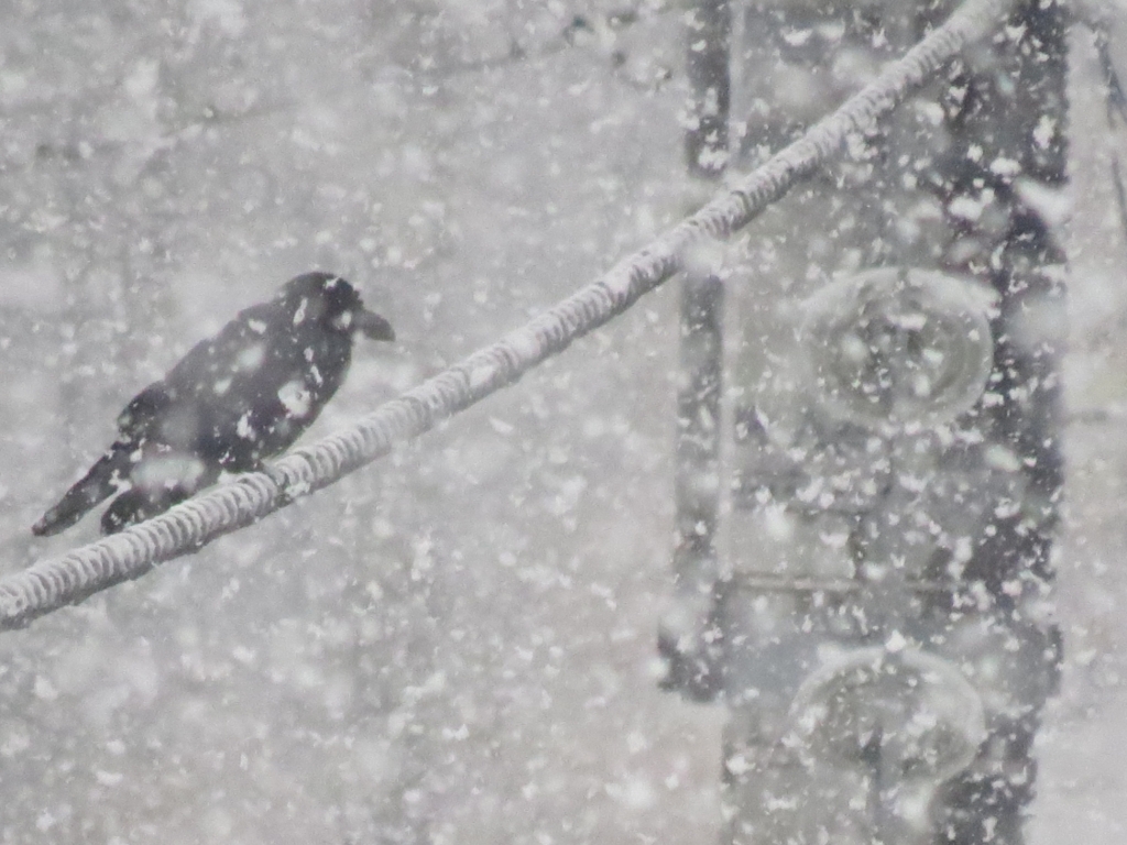 雪烏