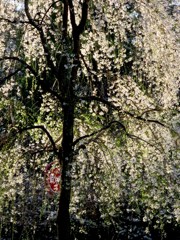 大妻女子大通りのしだれ桜