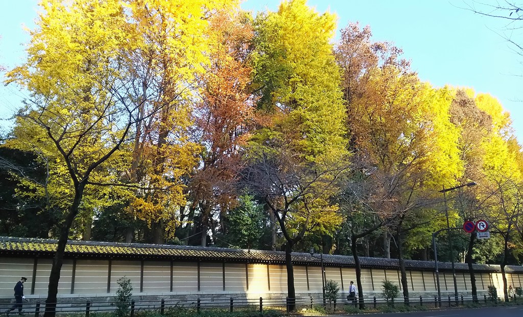 靖国神社の黄葉