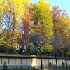 靖国神社の黄葉