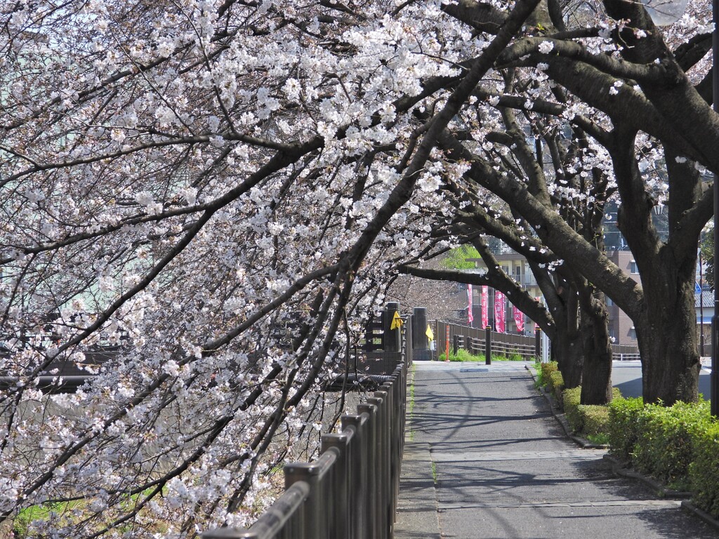 小桜並木
