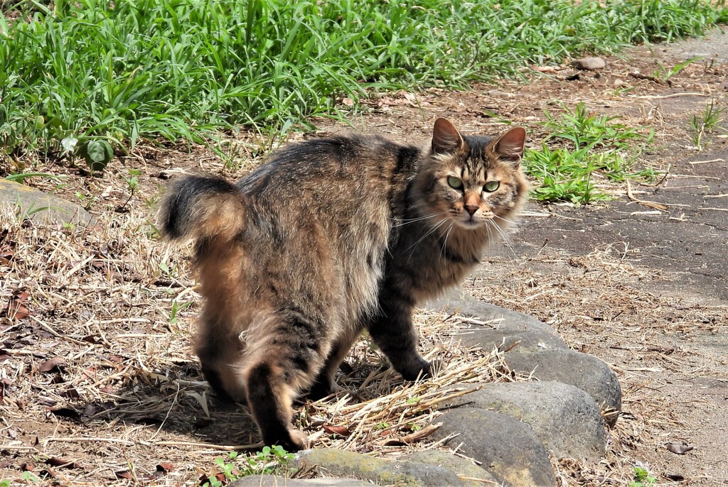 日系キジトラ猫