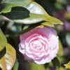 路傍の花