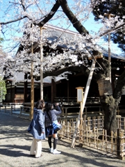 桜の標準木