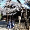 桜の標準木