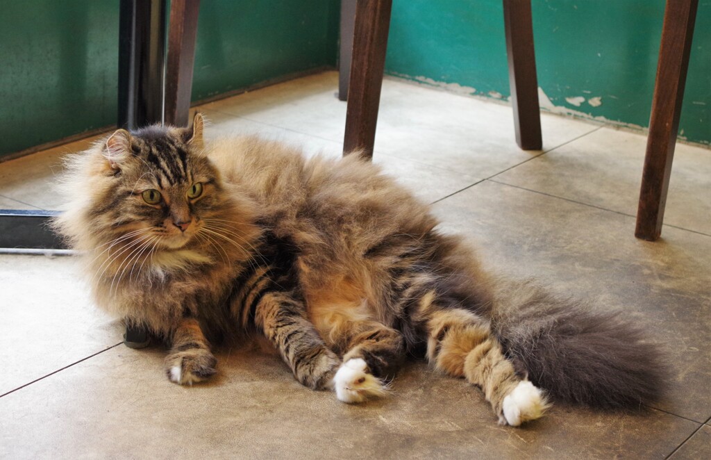 店長代理も暇そう