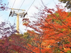 明日が見納め