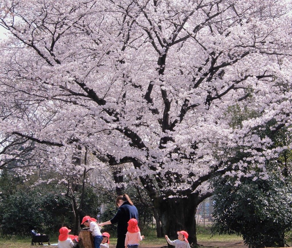 クジラ公園の桜