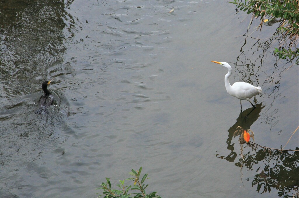 サギとカワウ