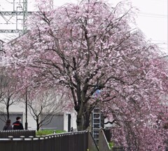 枝垂桜