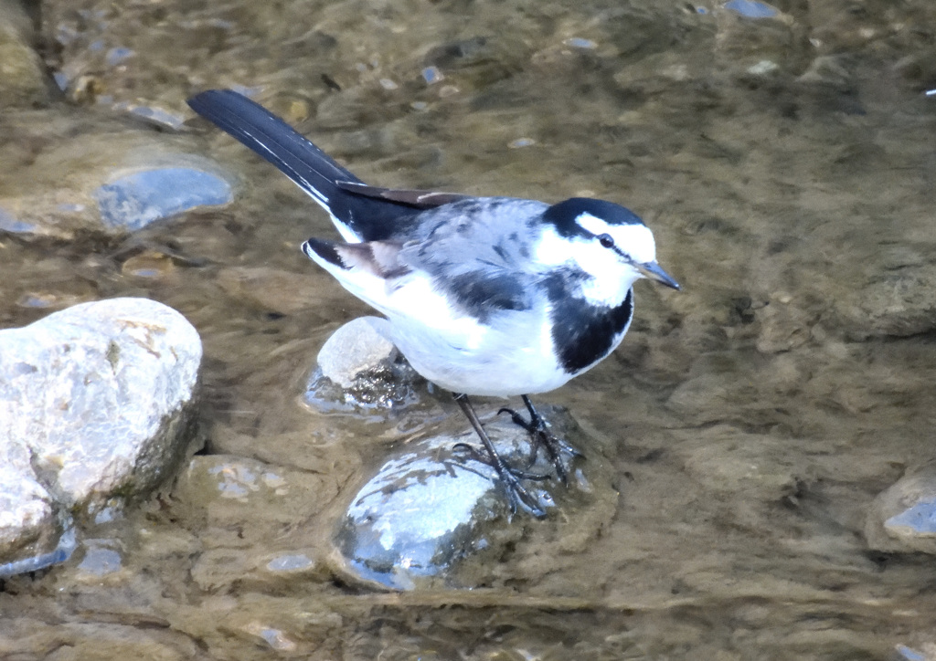 イケイケのハクセキレイ