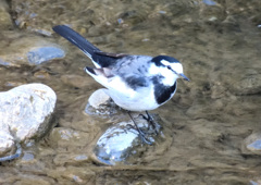 イケイケのハクセキレイ