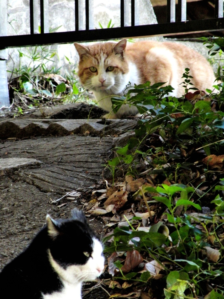 しめしめ、気づいてないぞ