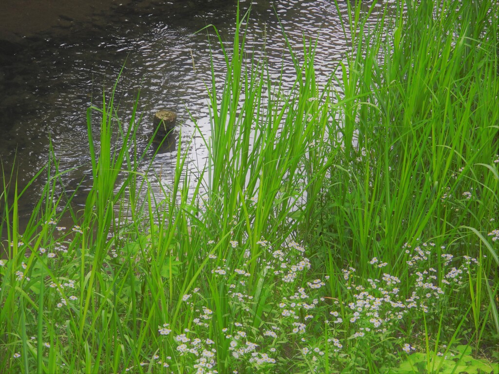 川の畔