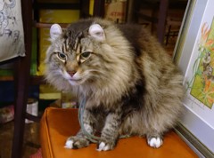 ケーニッヒ店長